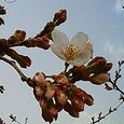 コンフォールの桜　2010年3月21日