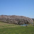 根岸森林公園　2012年4月8日