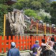 残念　鎌倉八幡宮の大いちょう